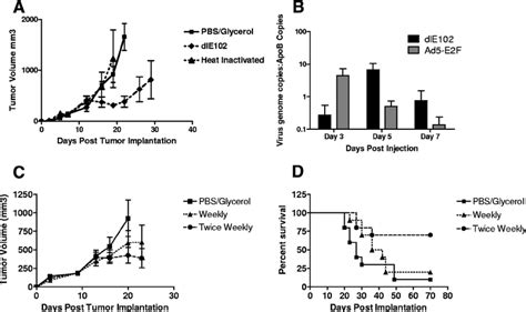 In Vivo Efficacy Of Dl E102 In An Immunocompetent Syngeneic Tumor