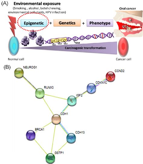 Epigenetic Alteration In Oscc A Schematic Representation Of The