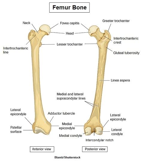 Neck Of Femur Anatomy - Anatomical Charts & Posters