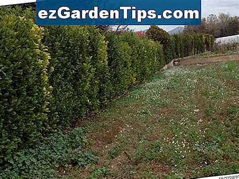 Traitement Pour Le Lichen Sur Les Arbres 🌱 Conseils Jardiniers Fr