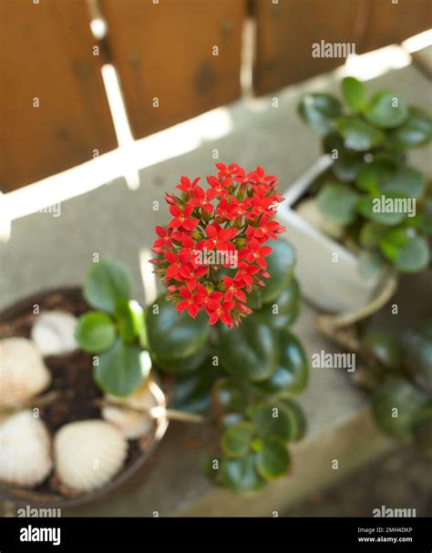 Red Flower In Bloom Of Indoor Plant Kalanchoe Popular Flowering