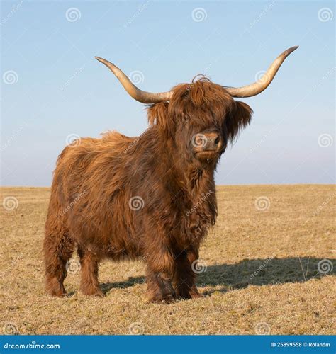 Gado Das Montanhas Foto De Stock Imagem De Dom Stico