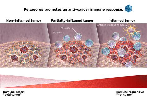 What Does Pelareorep Do? :: Oncolytics Biotech, Inc. (ONCY)