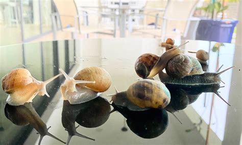 5 Live Junior Garden Snails: Healthy and Active Pets | SnailySnail Pet ...