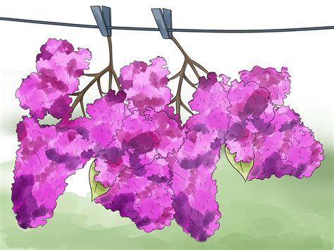 How To Grow Lilacs 9 Steps With Pictures Wikihow