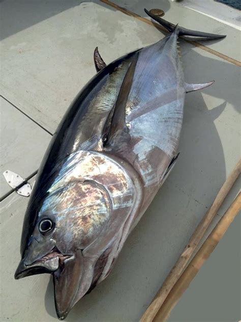 Lue Fin Tuna Thunnus Thynnus Cosmofish