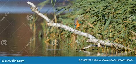 Kingfisher Stock Image Image Of Poland Green Birds 81008779