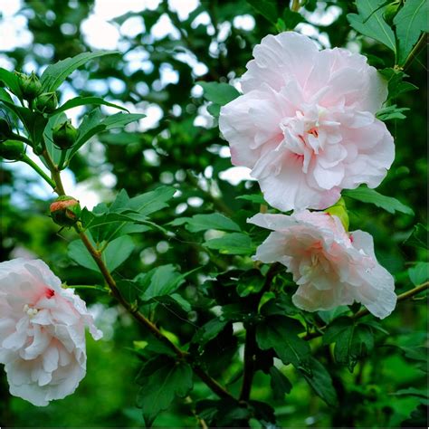 Hibiscus Syriacus Paeonyflorus Rose Of Sharon 2l Pot Double Paeony