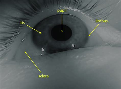 Anatomy Of The Eye Limbus The Anatomy Stories | The Best Porn Website