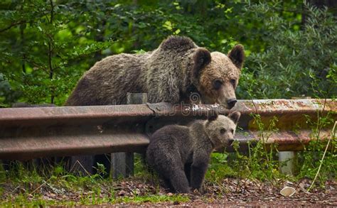 Brown Bear Female with Cubs at Roadside Stock Photo - Image of rails ...