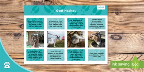 Goat Habitat Goat Fact Sheet Pet Goat Twinkl Pets