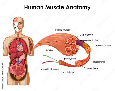 Human Muscle Anatomy Infographic With Body Anatomy Stock Illustration ...