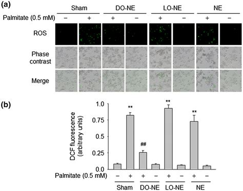 Effects Of Do‐ne Lo‐ne And Ne On Ros Accumulation Induced By