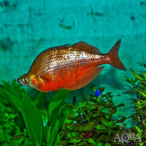 New Guinea Red Rainbow Glossolepis Incisus Aqua Imports