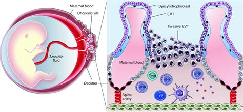 The Up Side Of Decidual Natural Killer Cells New Developments In