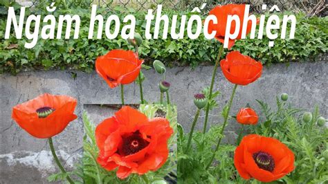 Hoa ThuỐc PhiỆn đẹp Rực Rỡ Hoa Anh Túc Thổ Nhĩ Kỳ Turkish Poppy Youtube