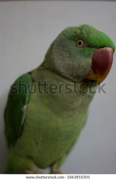 Indian Ringneck Parrot Talking Playing House Stock Photo