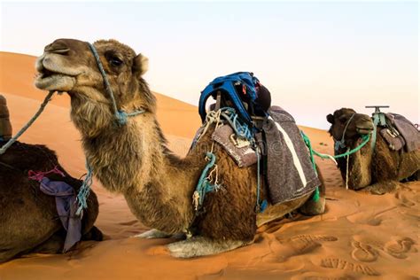 Camelo No Deserto Imagem De Stock Imagem De Camelos 149129021