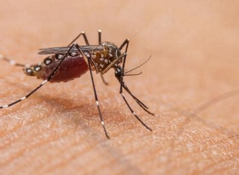 Dengue Deux Nouveaux Cas Autochtones D Tect S En Occitanie