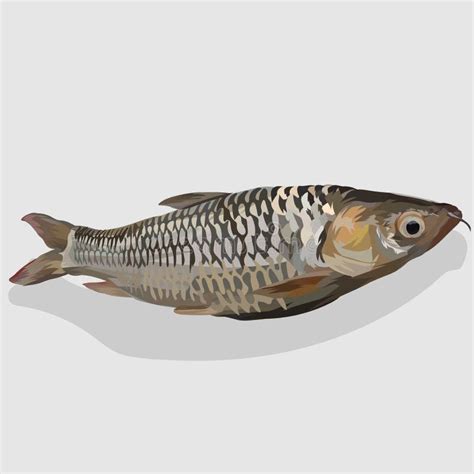 Mullet Vector X Ray Fish Cartoon Largemouth Bass Illustration Catfish ...