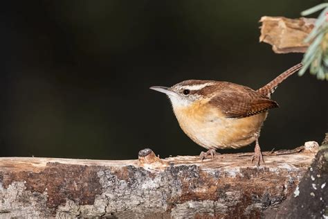 38 Brown Birds In Michigan Id Guide Pictures