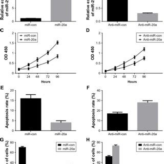 Role Of Mir A In Mm Cells Proliferation And Cell Cycle Progression