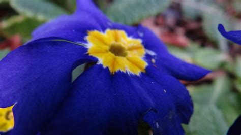 a blue primrose | Colorful flowers, Flowers, Plants