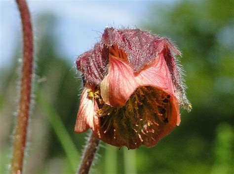 Knikkend Nagelkruid Geum Rivale Hortus Nijmegen