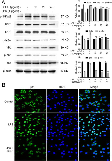 Scutellarin Regulates Activation Of The Nf B Pathway A Scutellarin