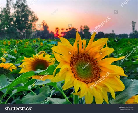 Stock Photo And Image Portfolio By R Rahid Shutterstock