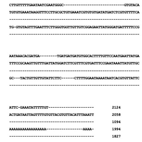 Clustal Omega Multiple Alignment Of Cloned Ppo Nucleotide Sequences And