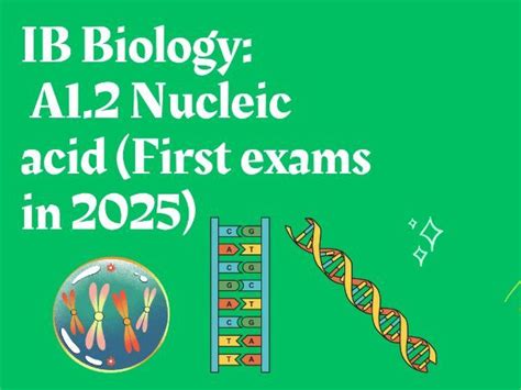 Ib Biology A Nucleic Acid First Exams In Teaching Resources