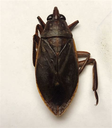 Belostomatidae Sp 2 Bioquipbugs