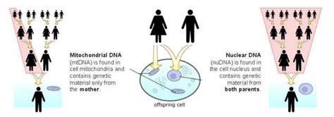 Adn Mitocondrial Qué Es Y Cuáles Son Sus Características Y Funciones