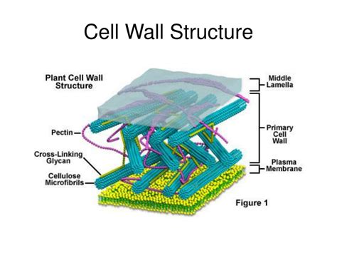 Cell Wall Structure