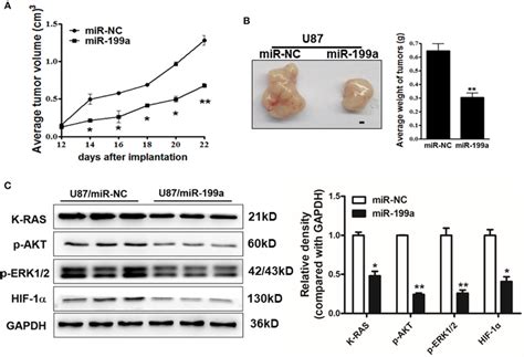 Mir 199a Overexpression Suppressed Tumor Growth And Decreased