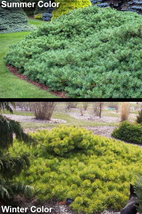 Buy Hillside Creeper Scotch Pine Pinus Sylvestris Free Shipping