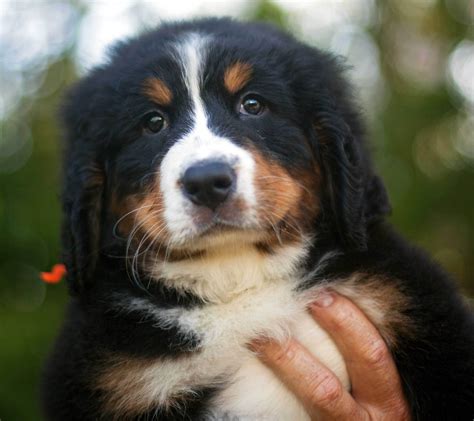 Bernese Mountain Dogs Videos at Sally Seim blog