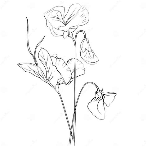 Sweet Pea Flower Drawings Sweet Pea Flower Wall Decor Fresh Sweet Pea