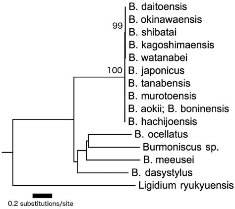 Ml Phylogenetic Tree Based On Combined Coi 12s Rrna And 16s Rrna