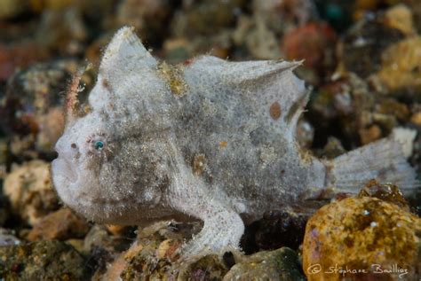 Nudiantennarius Subteres Ocellated Frogfish Lembeh Frogfish Ocellus