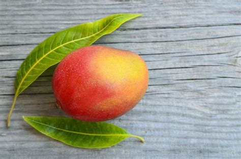 African Mango Irvingia Gabonensis Benefits And Side Effects Selfhacked