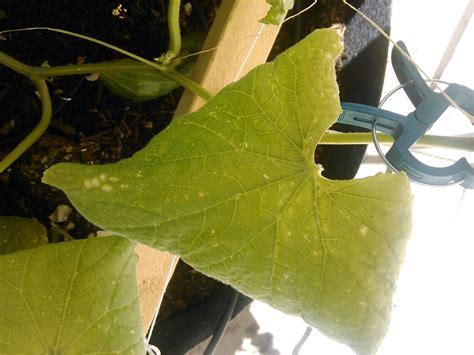 White Yellow Spots On Cucumber Leaves at Elizabeth Klug blog