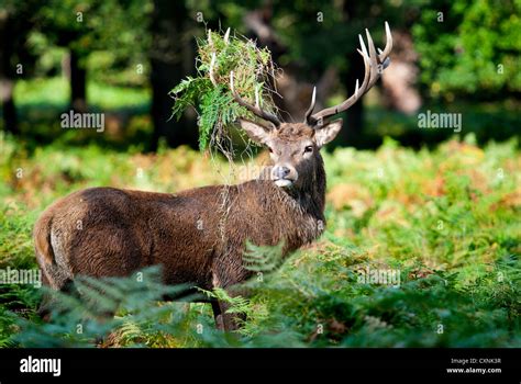 Red Deer Stag Rut In Richmond Park Hi Res Stock Photography And Images