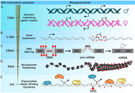 Figure From Whole Genome Dna Methylation Beyond Genes Silencing