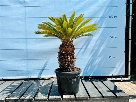 cycas revoluta approx. 140cm incl pot - Troostwijk
