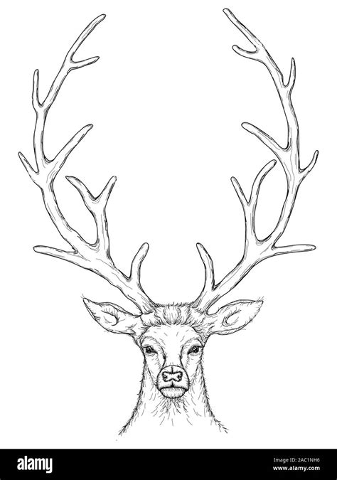 Vector Sketch of Beautiful Deer Stock Vector Image & Art - Alamy