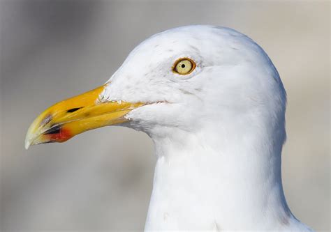 missed  point  seagulls save coastal wildlife