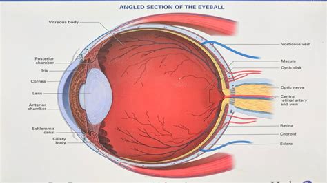 anatomy of the eyeball