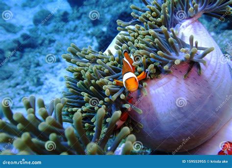 Clownfish in Anemone Under the Sea Stock Image - Image of ocean, anemone: 159553955